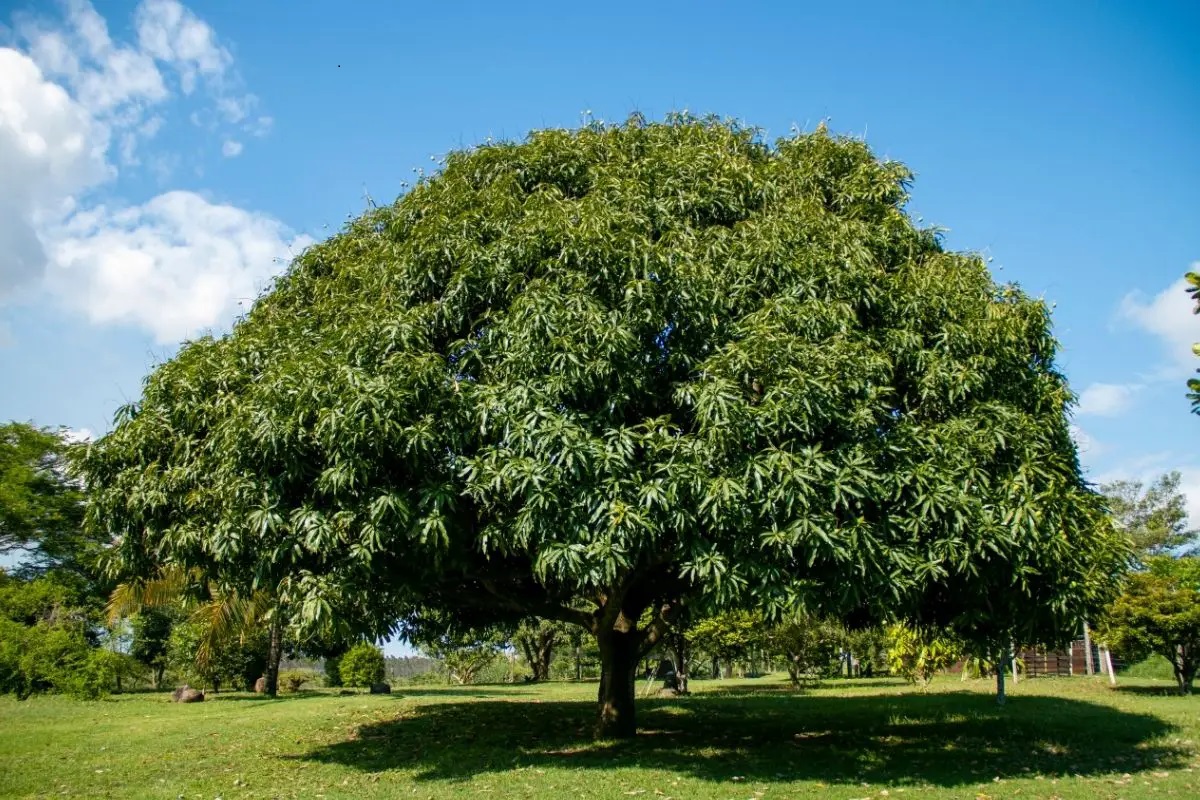 My Father and the Mango Palwi Tree